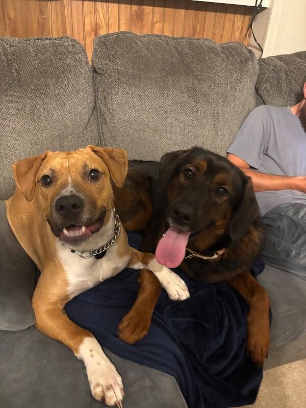 Koda Bear Caddo the Dogs Dog Dream — thumbnail 2