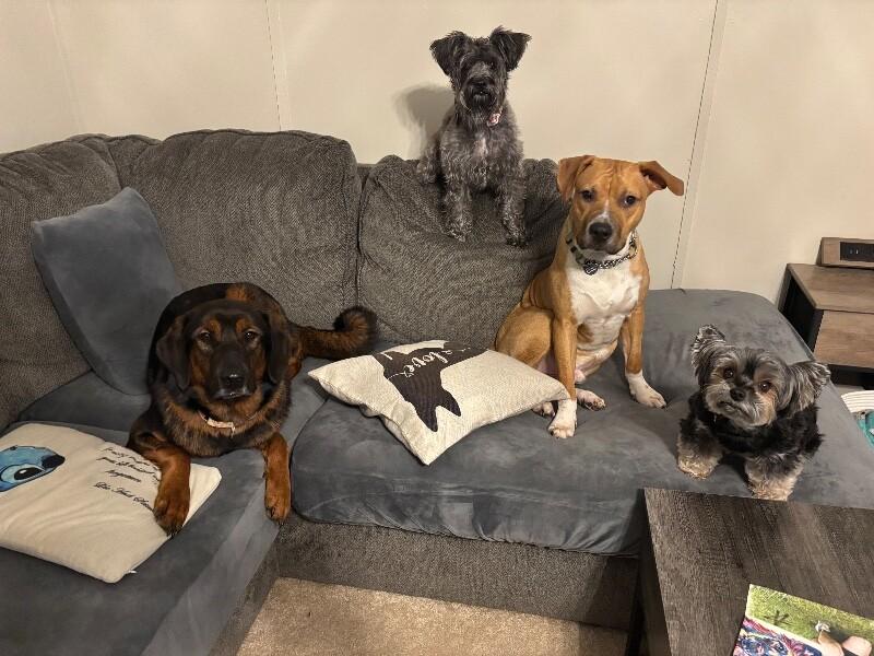 Koda Bear Caddo the Dogs Dog Dream — thumbnail 5