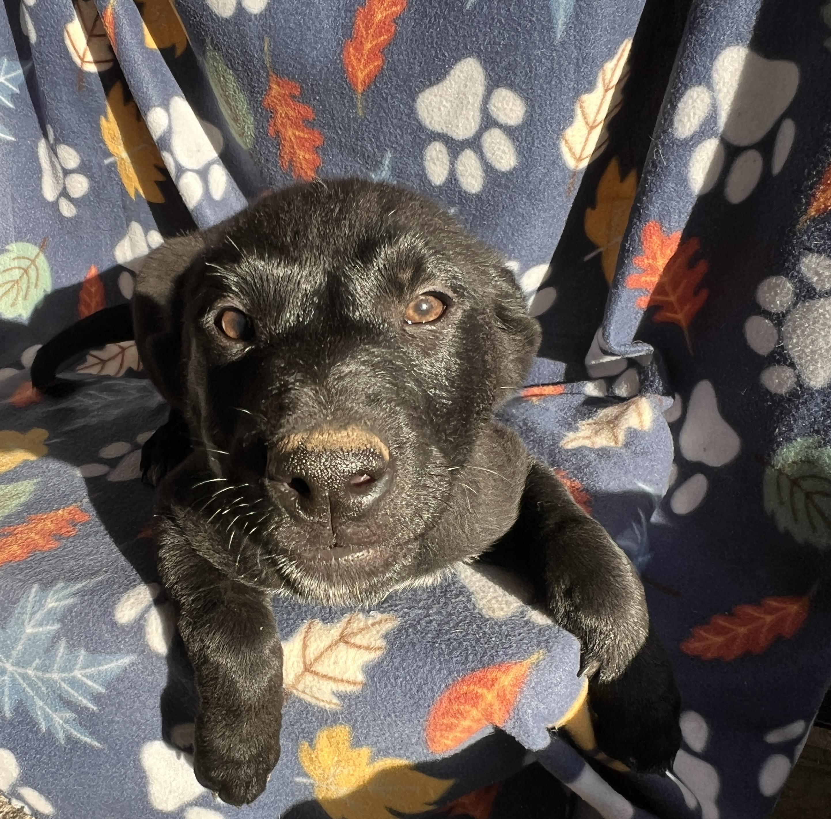 Enlarge Gus , an adopted mixed breed in San Diego , CA image 4/5