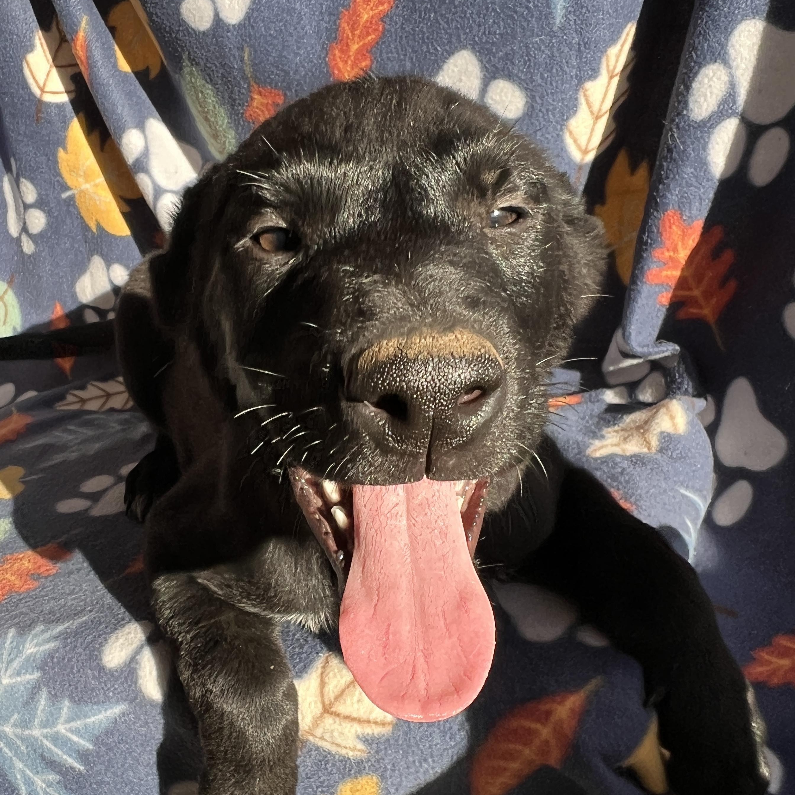 Enlarge Gus , an adopted mixed breed in San Diego , CA image 1/5