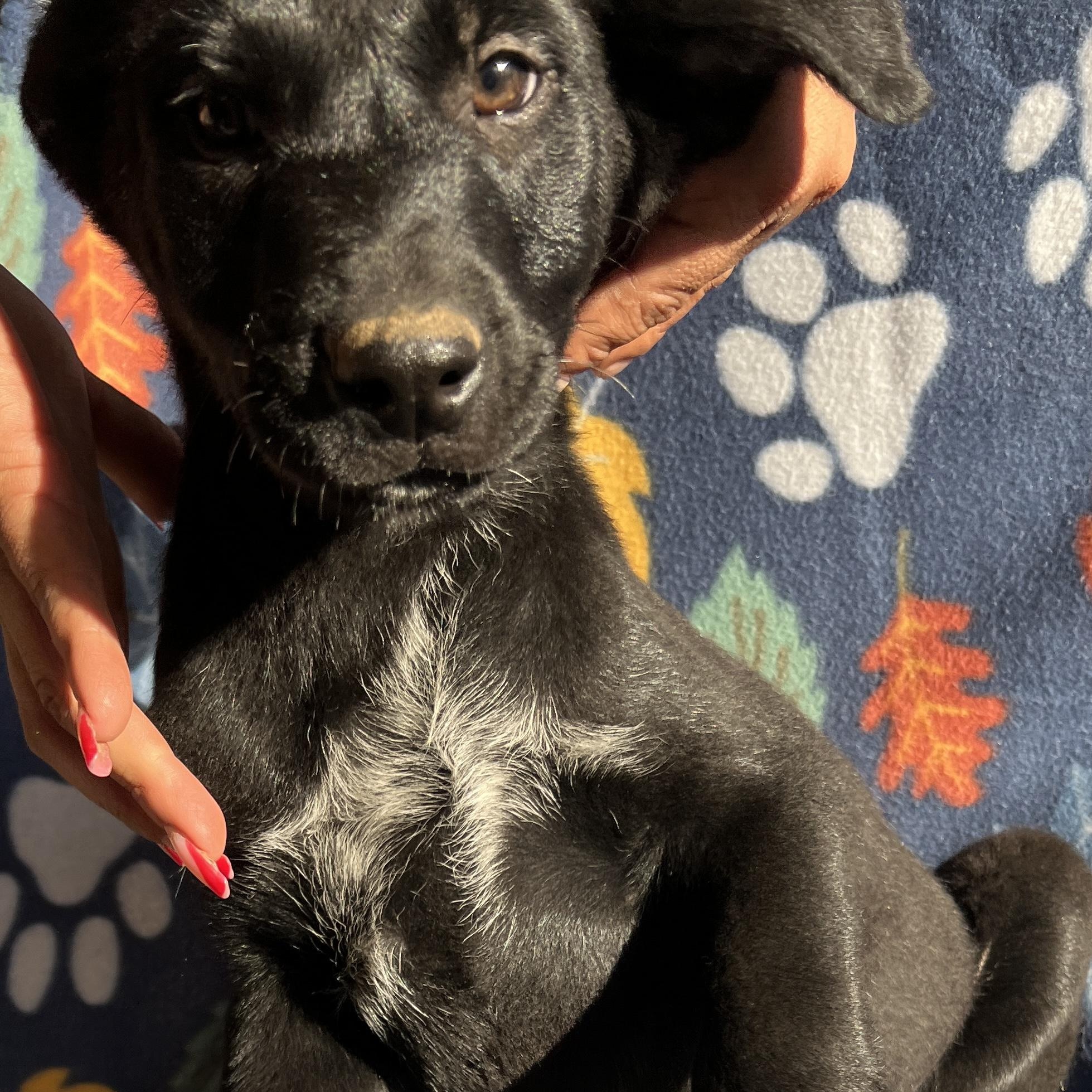 Enlarge Gus , an adopted mixed breed in San Diego , CA image 2/5