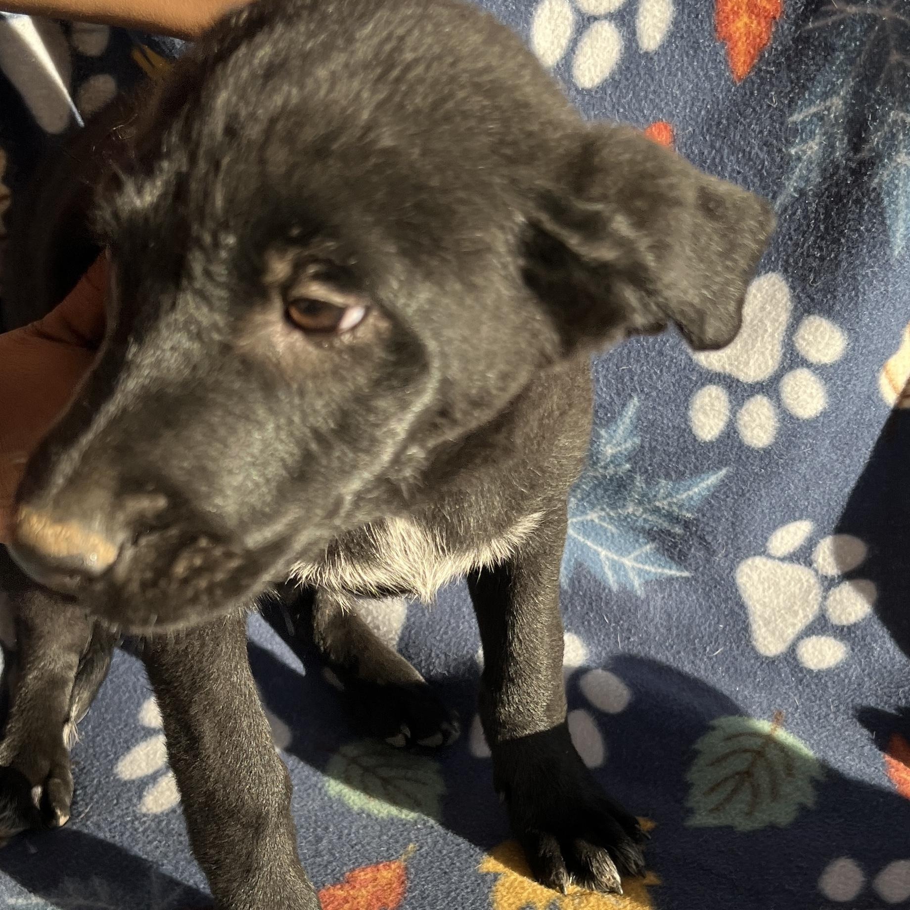 Enlarge Gus , an adopted mixed breed in San Diego , CA image 3/5