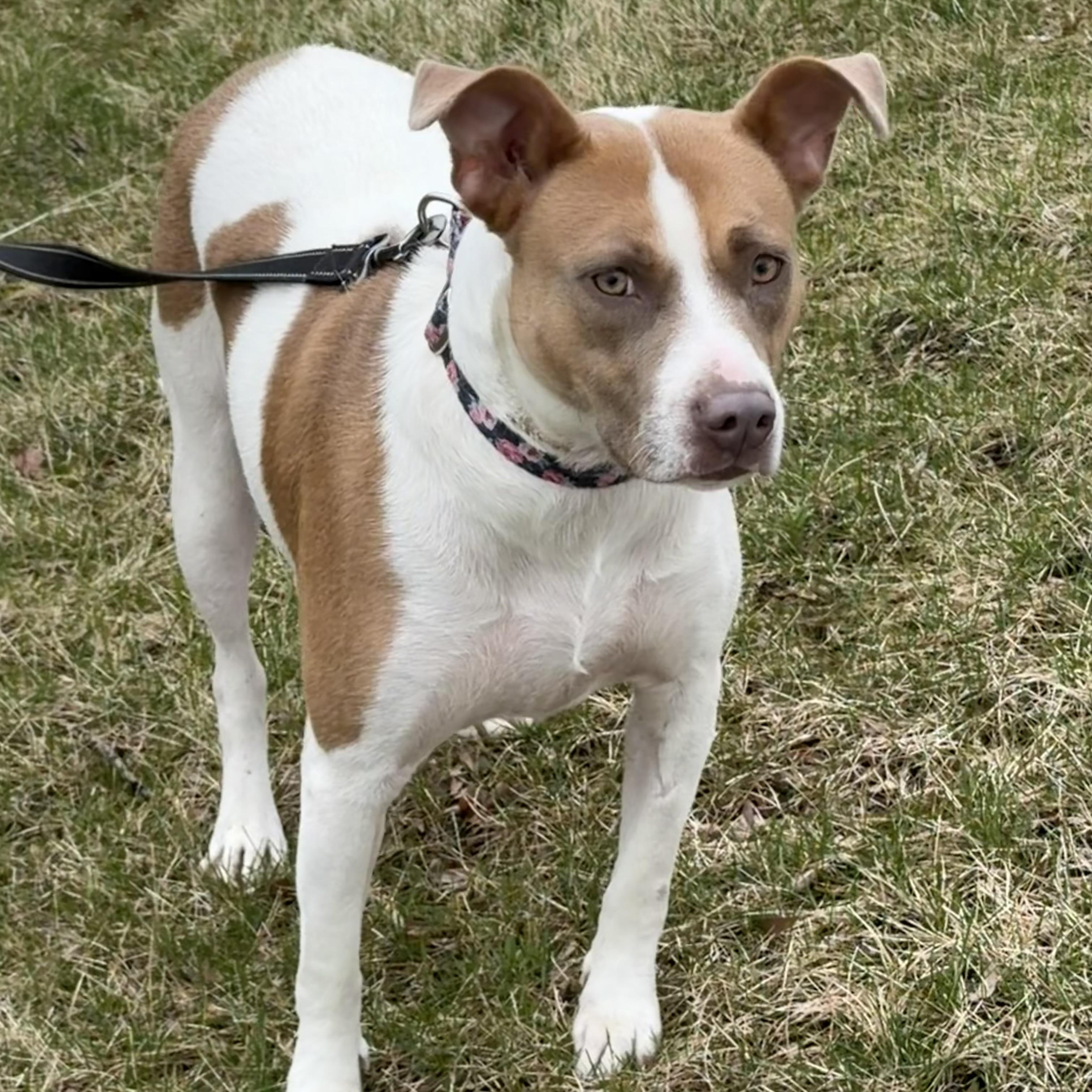 Enlarge Hazel, a ADOPTABLE mixed breed in Libertyville, IL image 4/5