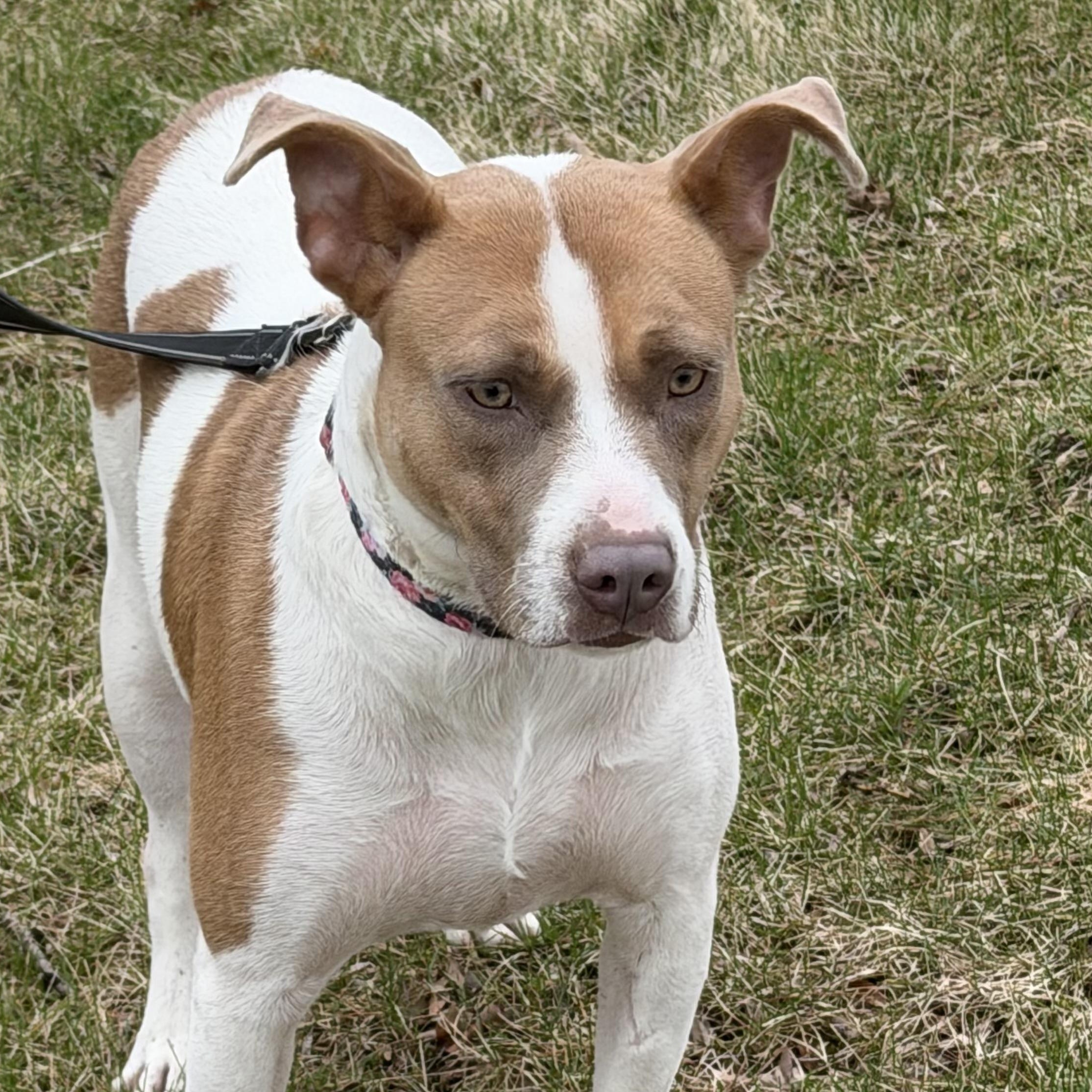 Hazel, ADOPTABLE, Adult Female Pit Bull Terrier.
