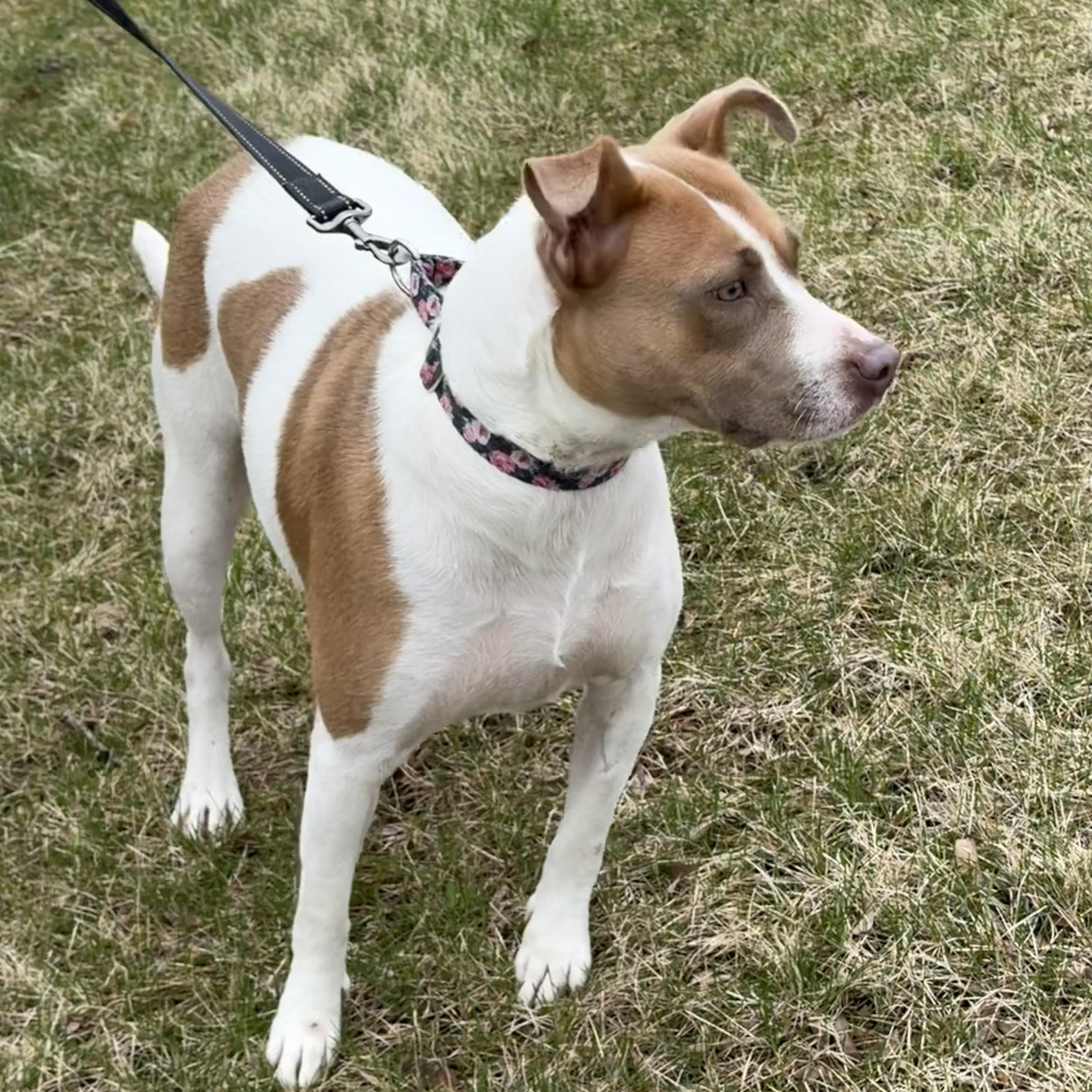 Enlarge Hazel, a ADOPTABLE mixed breed in Libertyville, IL image 2/5