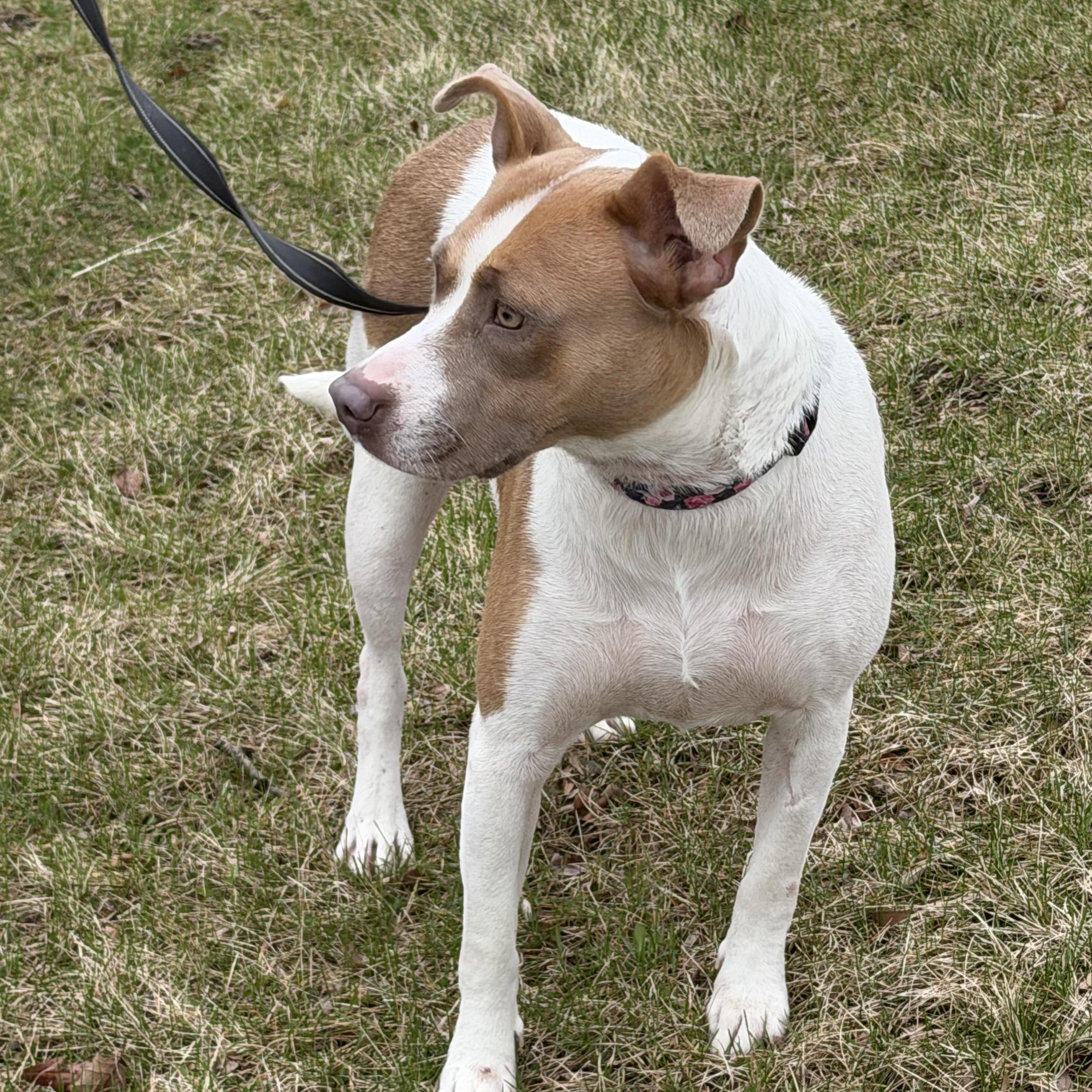 Enlarge Hazel, a ADOPTABLE mixed breed in Libertyville, IL image 5/5