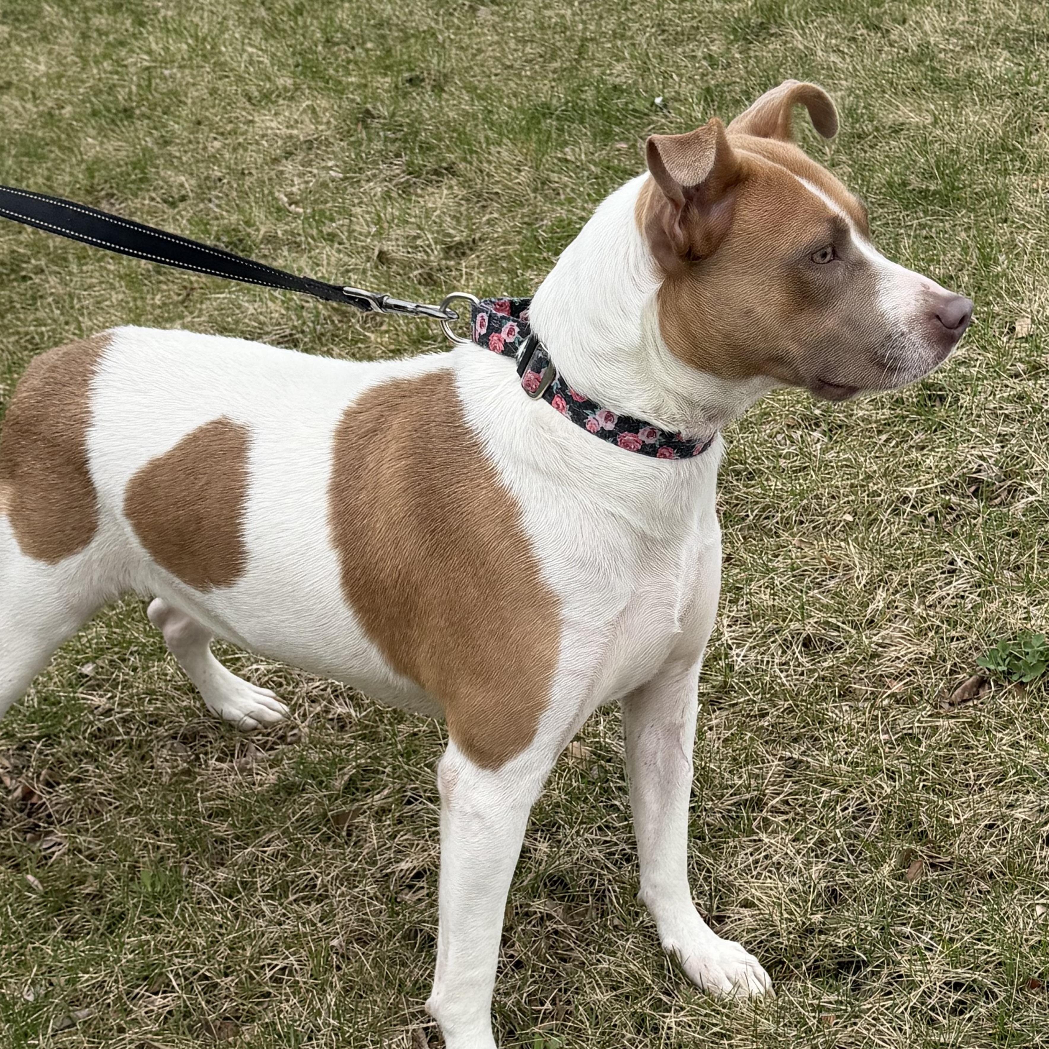Enlarge Hazel, a ADOPTABLE mixed breed in Libertyville, IL image 3/5