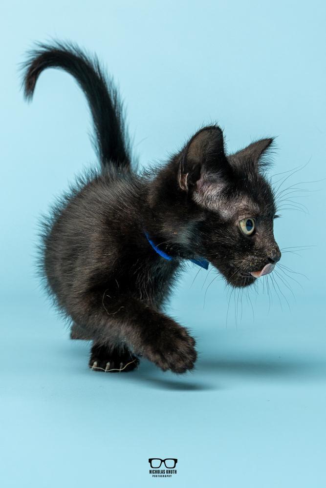 Enlarge Lima, a Adoptable Domestic Short Hair in Palatine, IL image 2/6