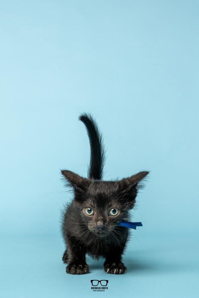 Enlarge Lima, a Adoptable Domestic Short Hair in Palatine, IL image 3/6