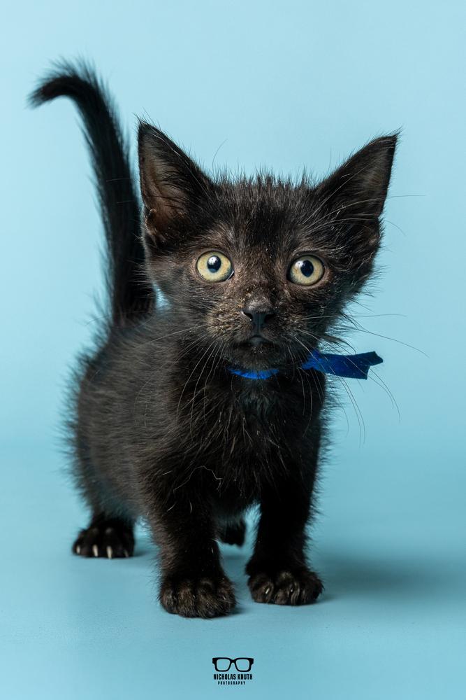 Enlarge Lima, a Adoptable Domestic Short Hair in Palatine, IL image 5/6