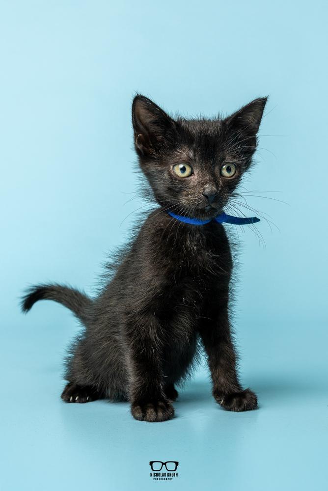 Enlarge Lima, a Adoptable Domestic Short Hair in Palatine, IL image 6/6