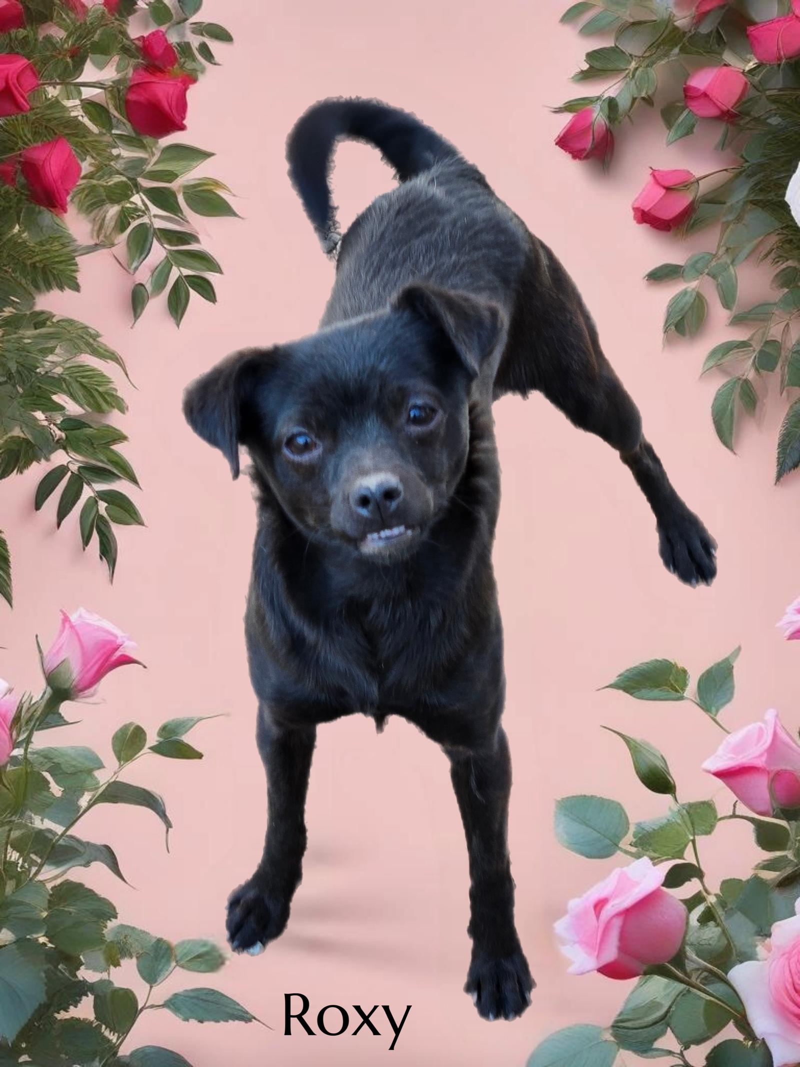 Enlarge Roxy, a Adoptable Chihuahua in Phelan, CA image 2/2