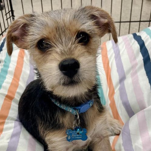 Loki