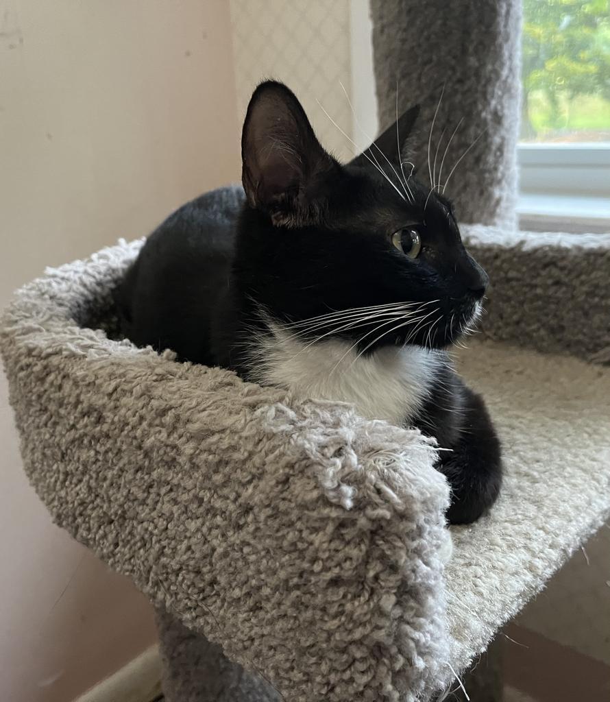 Enlarge Gwendoline, a Adoptable mixed breed in Pitman, NJ image 1/4