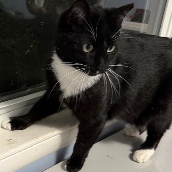 Gwendoline, Adoptable, Adult Female Domestic Short Hair.