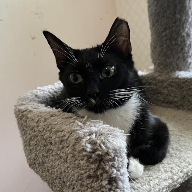 Gwendoline, a Adoptable Domestic Short Hair in Pitman, NJ image 2/4