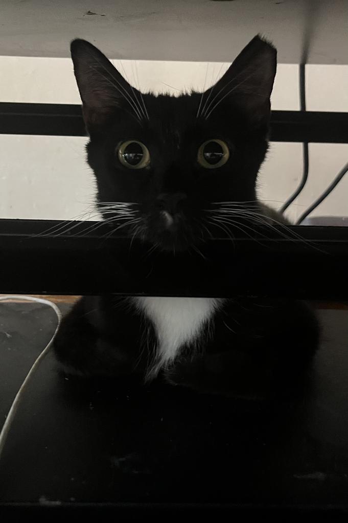 Enlarge Gwendoline, a Adoptable mixed breed in Pitman, NJ image 2/4