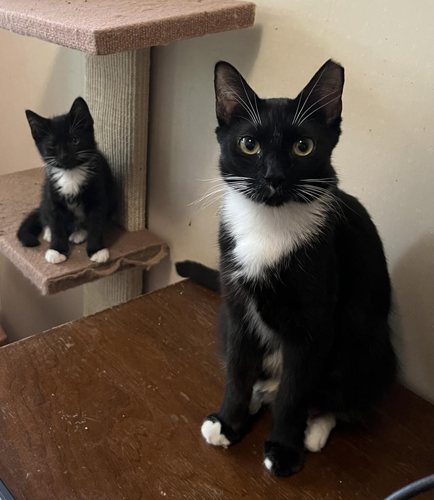 Enlarge Gwendoline, a Adoptable mixed breed in Pitman, NJ image 3/4