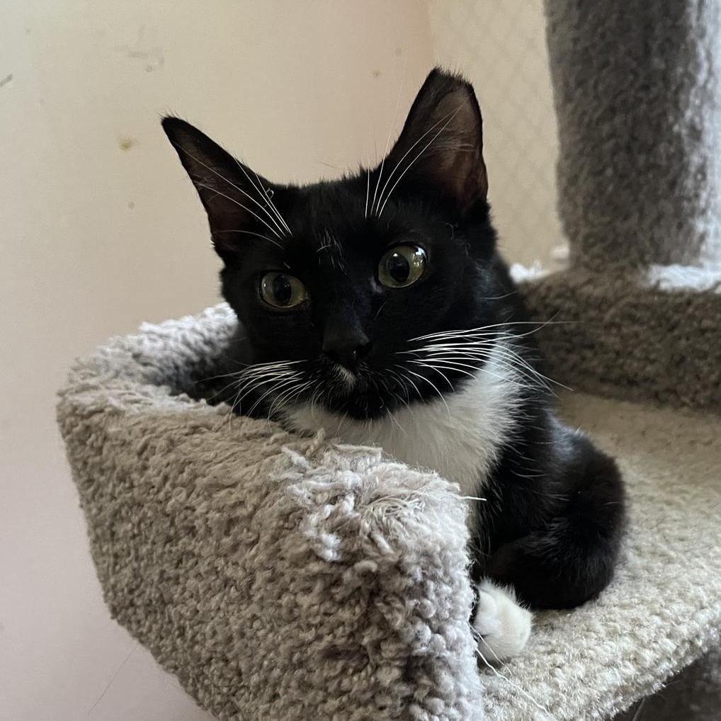 Enlarge Gwendoline, a Adoptable mixed breed in Pitman, NJ image 1/4