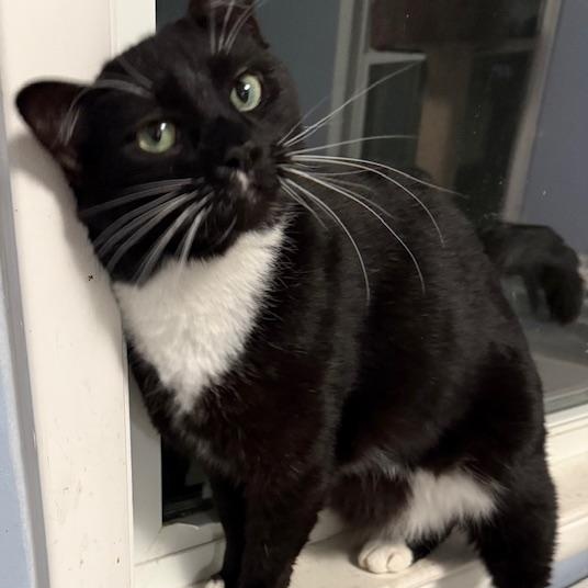 Gwendoline, a Adoptable Domestic Short Hair in Pitman, NJ image 4/4