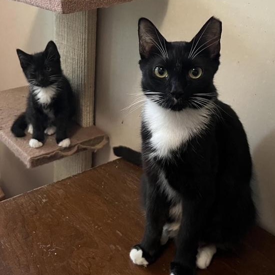 Gwendoline, a Adoptable Domestic Short Hair in Pitman, NJ image 3/4