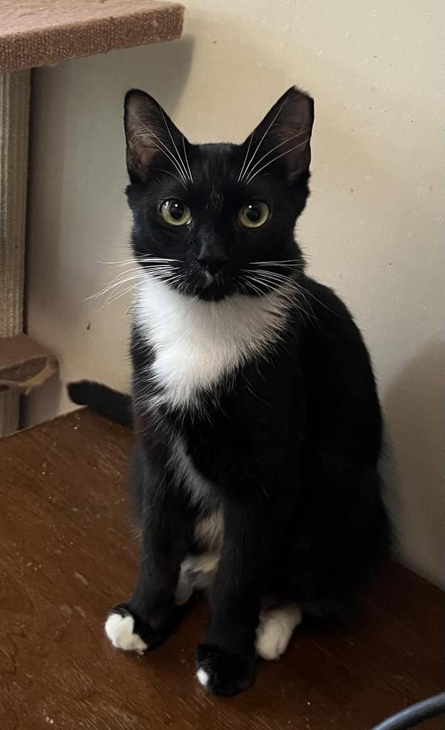 Enlarge Gwendoline, a Adoptable mixed breed in Pitman, NJ image 2/4