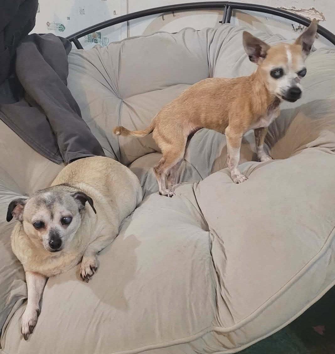 Enlarge Timothina TX, a Adopted Chihuahua in Boonton, NJ image 1/3