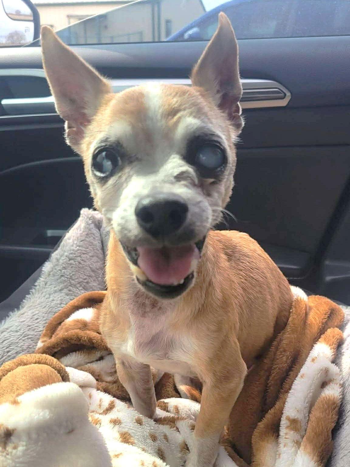 Enlarge Timothina TX, a Adopted Chihuahua in Boonton, NJ image 2/3