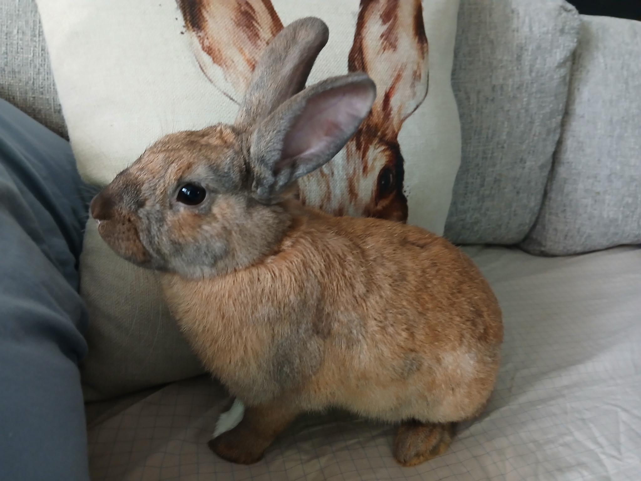 Cedar Lily, Adoptable, Adult Female American.