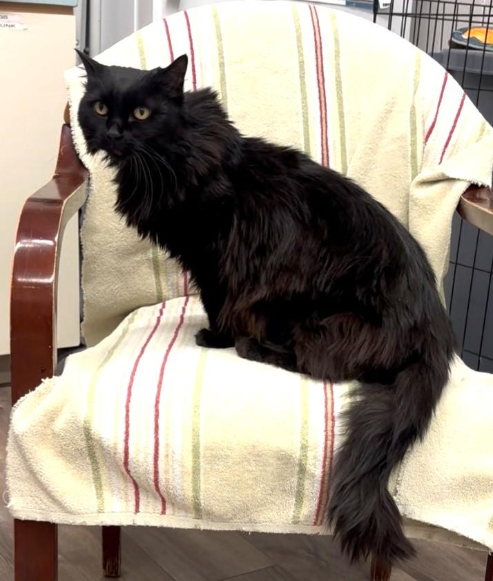 Libby, a Adoptable Domestic Long Hair in Mesquite, NV image 1/3