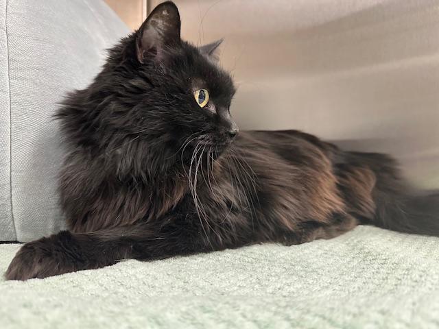 Libby, a Adoptable Domestic Long Hair in Mesquite, NV image 2/3