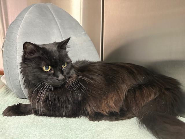 Libby, a Adoptable Domestic Long Hair in Mesquite, NV image 3/3