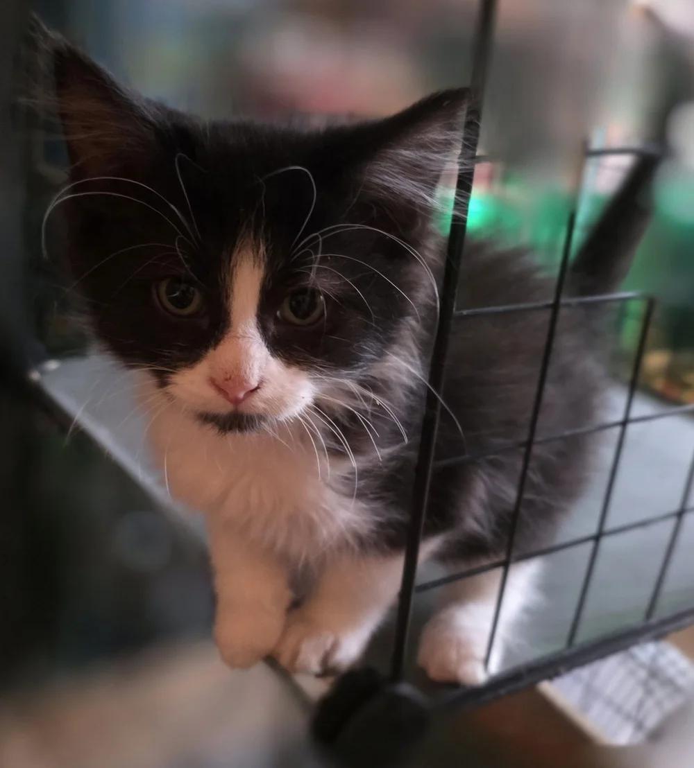 Enlarge Bubbles, a Adoptable Domestic Short Hair in Davison, MI image 1/2
