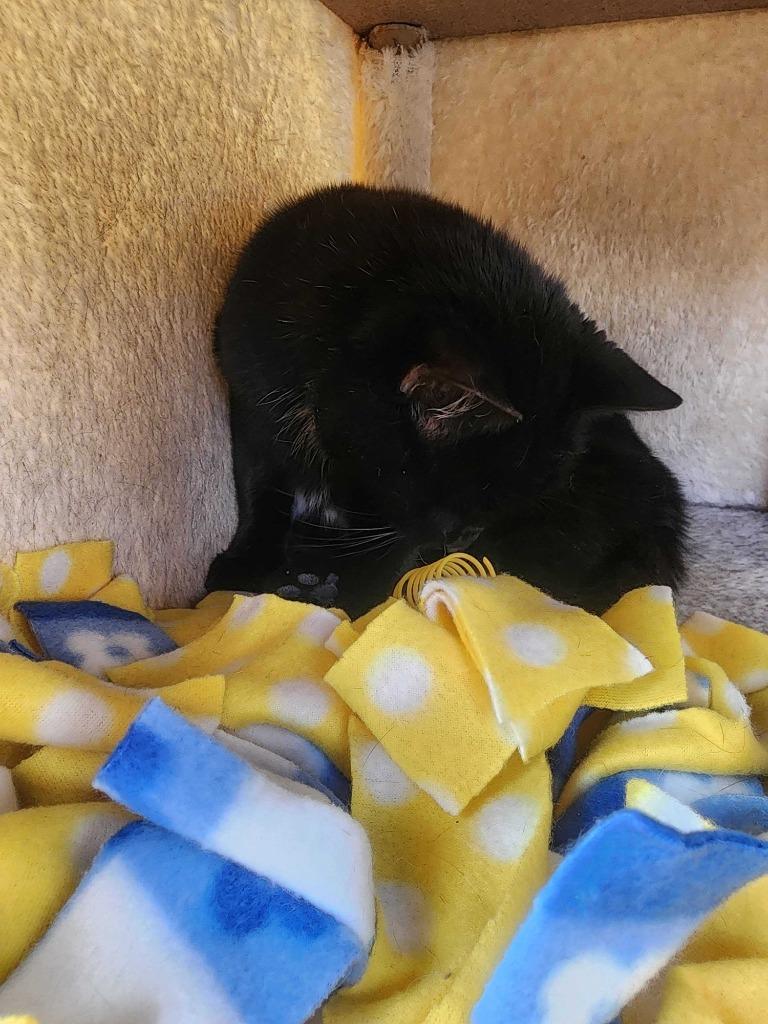 Eve, Adoptable, Adult Female Domestic Short Hair.