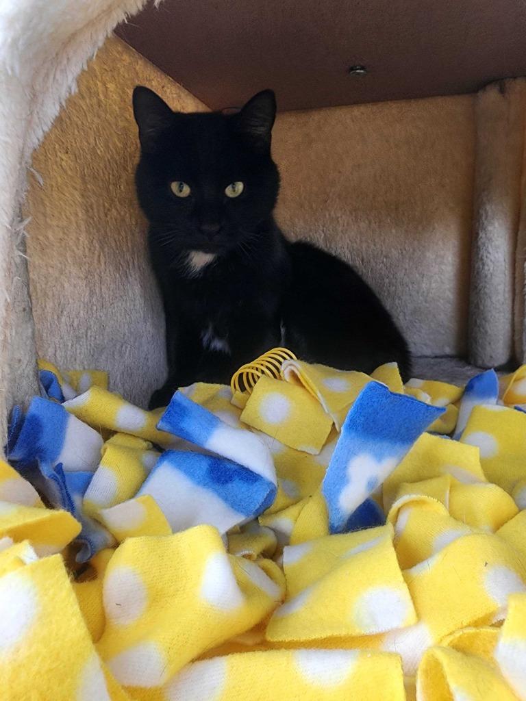 Enlarge Eve, a Adoptable mixed breed in New Kensington, PA image 2/6