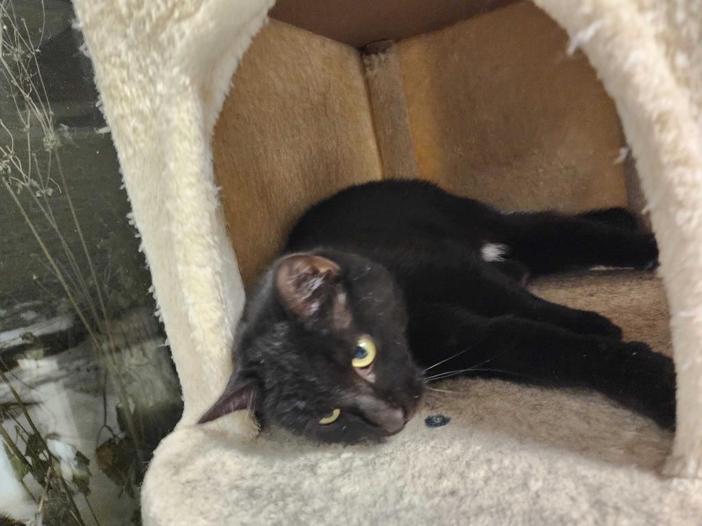 Enlarge Eve, a Adoptable mixed breed in New Kensington, PA image 3/6