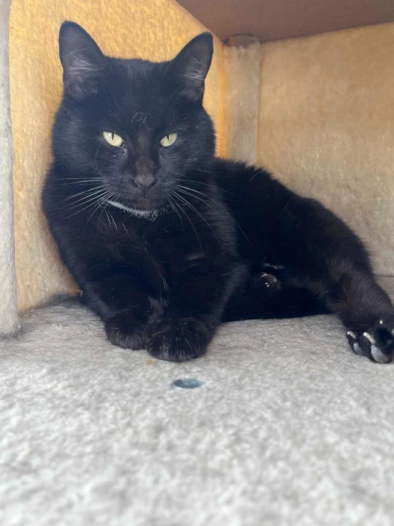 Enlarge Eve, a Adoptable mixed breed in New Kensington, PA image 4/6