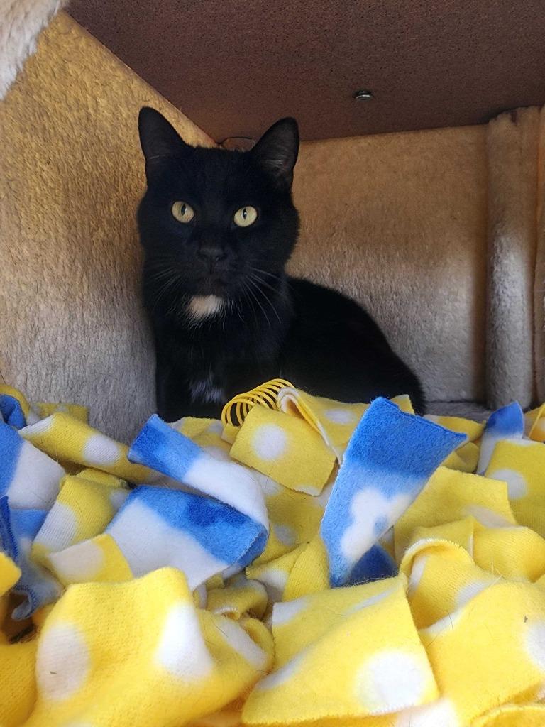 Enlarge Eve, a Adoptable mixed breed in New Kensington, PA image 5/6