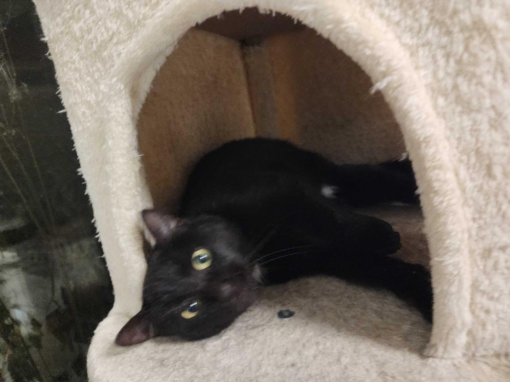 Enlarge Eve, a Adoptable mixed breed in New Kensington, PA image 6/6