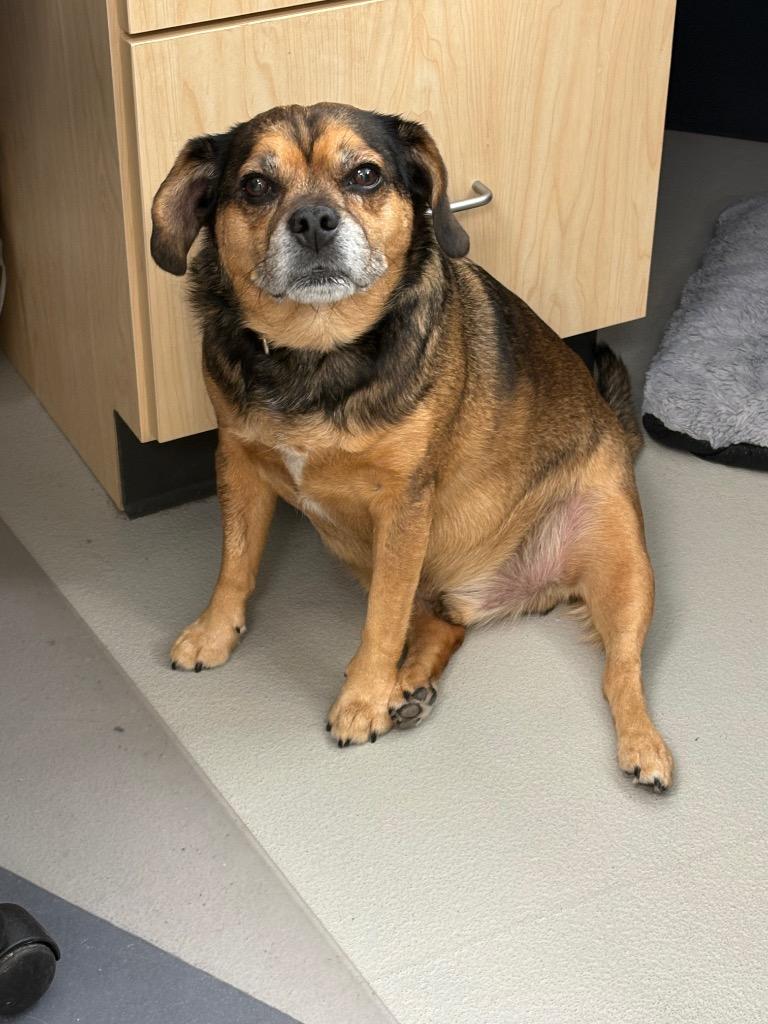 Hank, Adoptable, Senior Male Beagle & Pug.