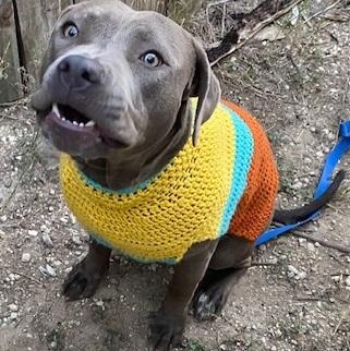 Enlarge Starr, a ADOPTABLE mixed breed in Dripping Springs, TX image 1/2