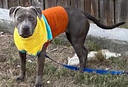 Enlarge Starr, a ADOPTABLE mixed breed in Dripping Springs, TX image 2/2