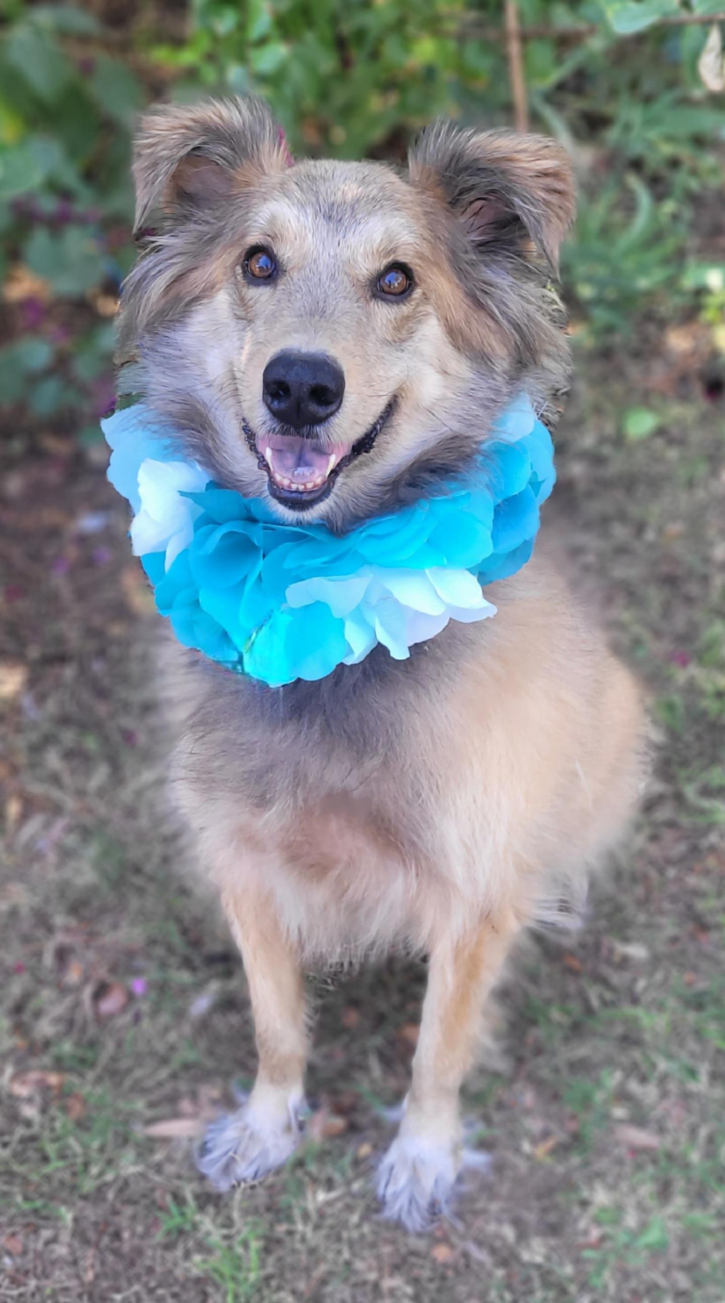 Enlarge Zeke, a Adoptable mixed breed in Vernon, TX image 5/5