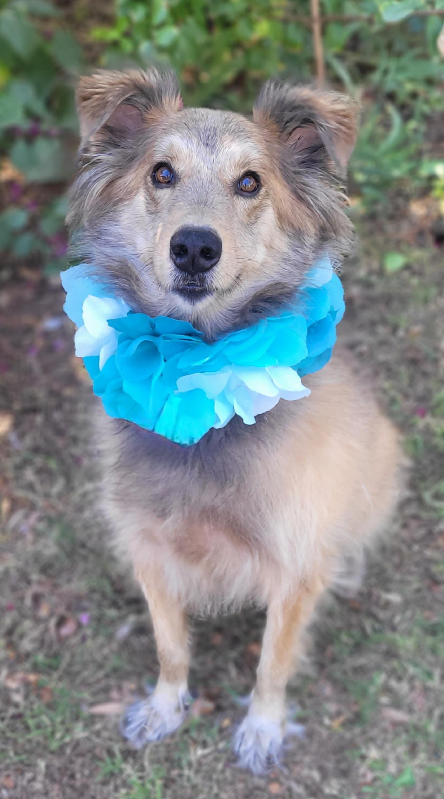 Enlarge Zeke, a Adoptable mixed breed in Vernon, TX image 4/5
