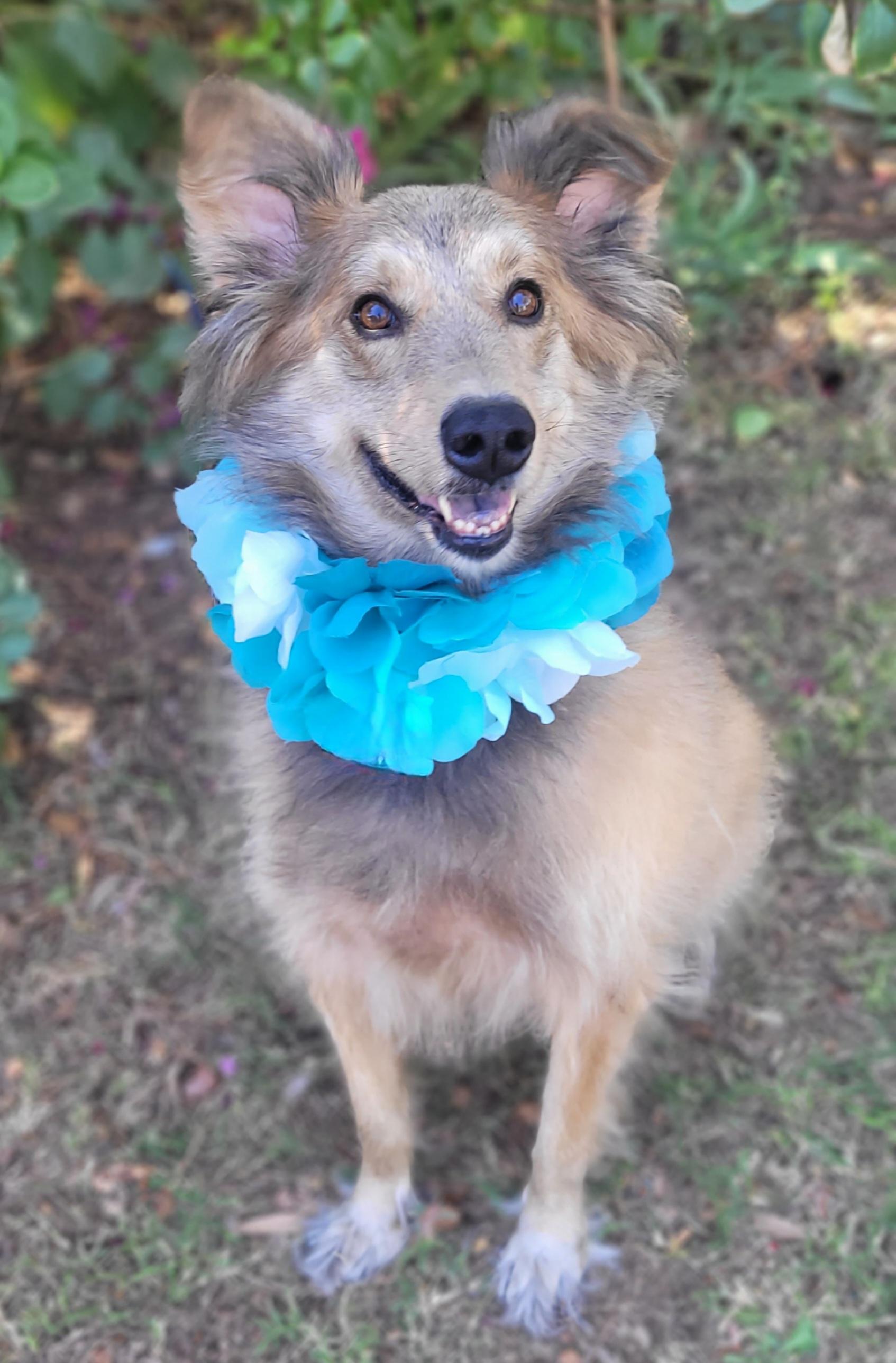 Enlarge Zeke, a Adoptable mixed breed in Vernon, TX image 1/5