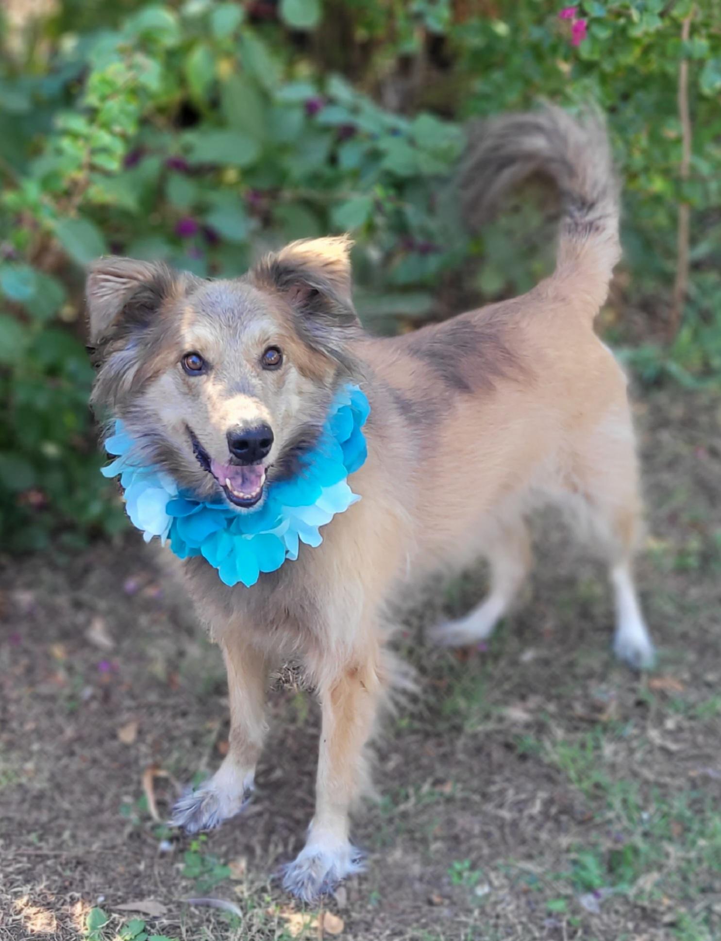 Enlarge Zeke, a Adoptable mixed breed in Vernon, TX image 2/5