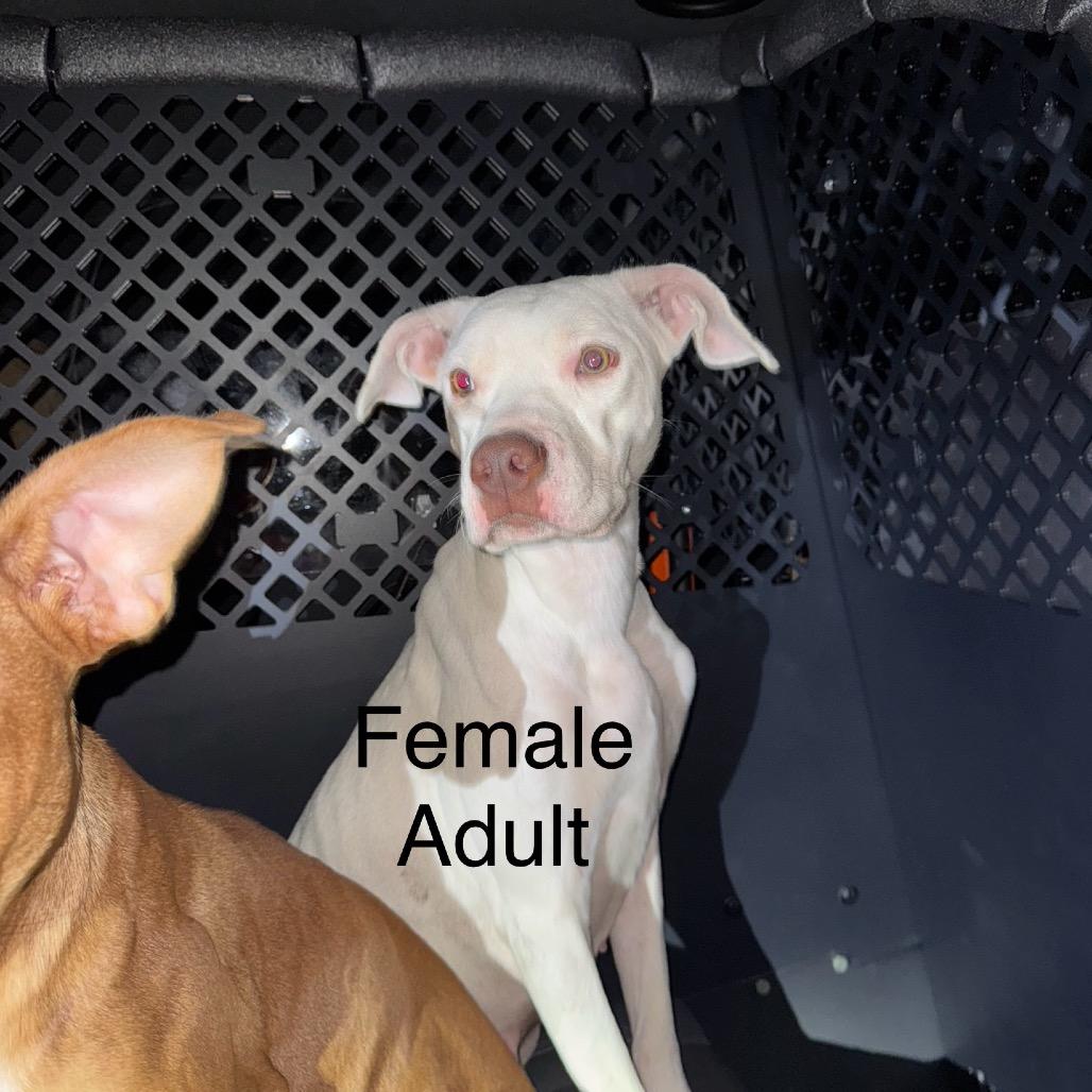 Rosie 25-001483C, Adoptable, Adult Male Pit Bull Terrier.