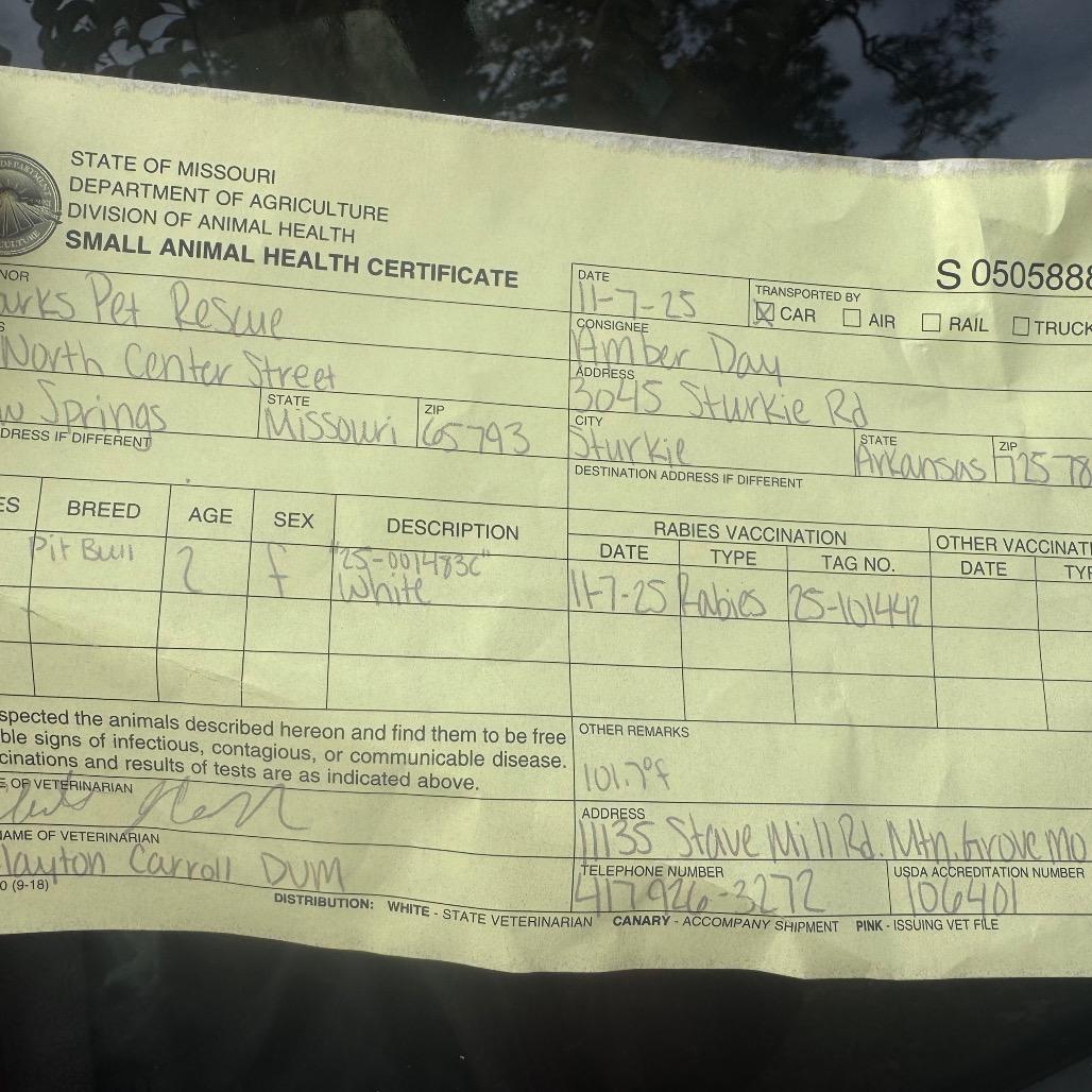 Enlarge Rosie 25-001483C, a Adoptable Pit Bull Terrier in West Plains, MO image 2/3