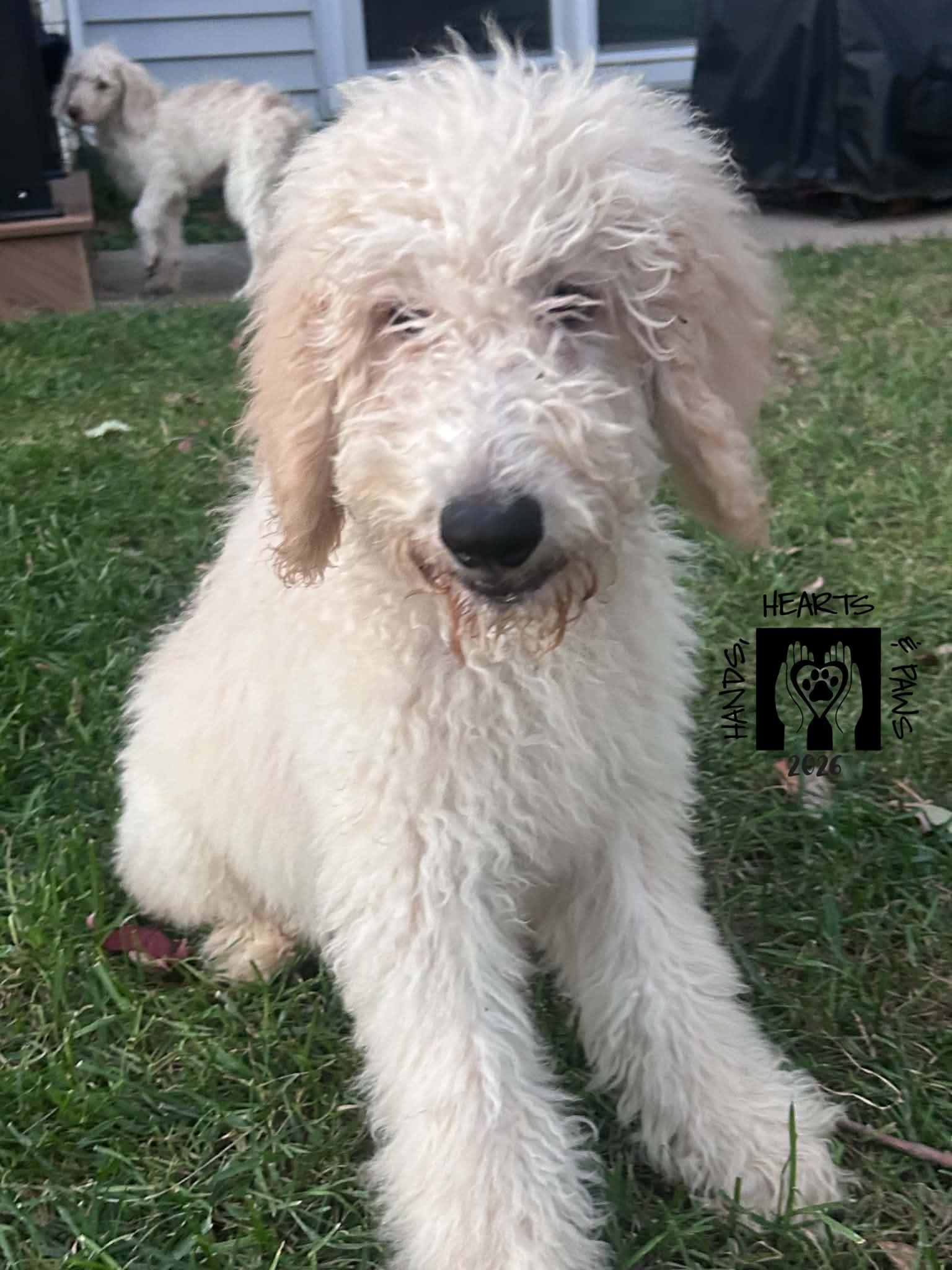 Dalton, Adopted, Puppy Male Golden Retriever & Standard Poodle.