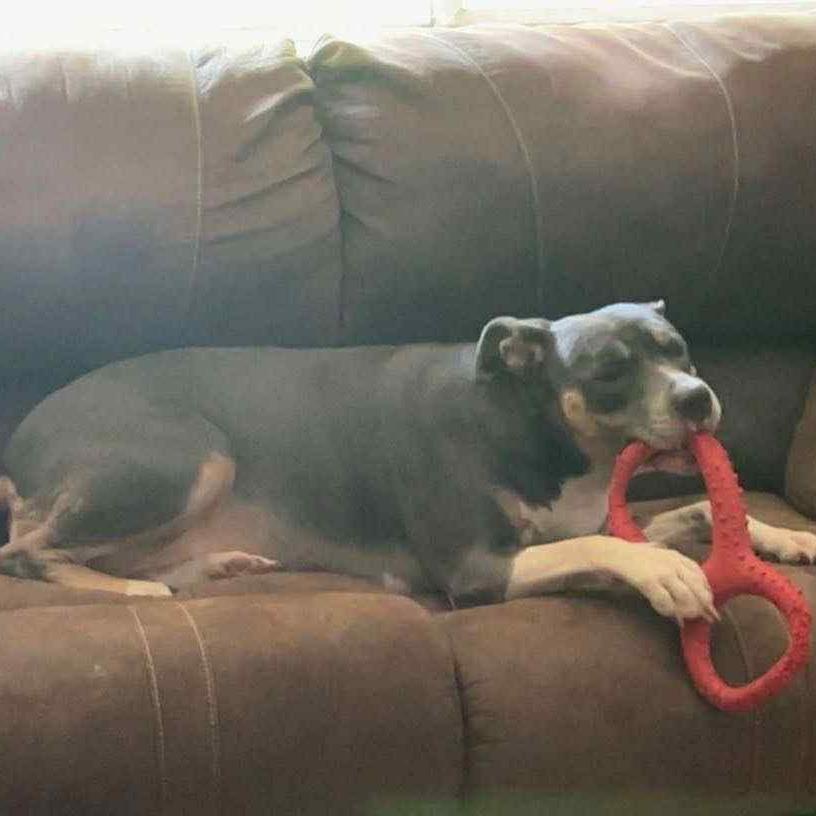 Hazel, Adoptable, Adult Female American Staffordshire Terrier & Pit Bull Terrier.